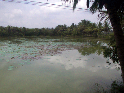 Lake adjacent to Sri Anjaneya temple, Chittichatram, Tamil nadu 